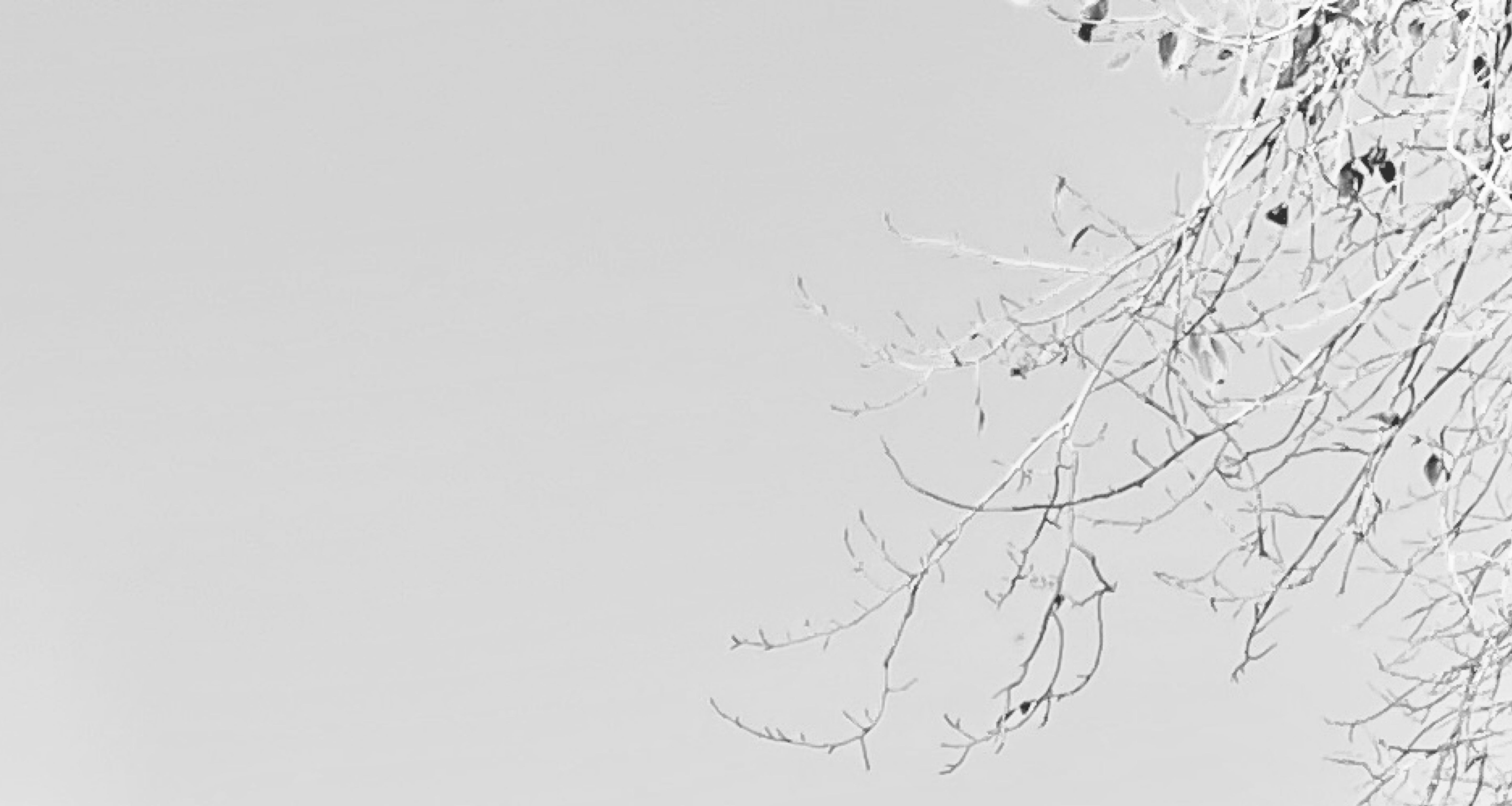 Tree branches against a light gray background